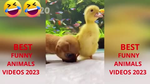 Super cute and funny animals 2023