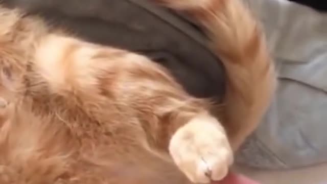 Funny and Cute Animals (4)