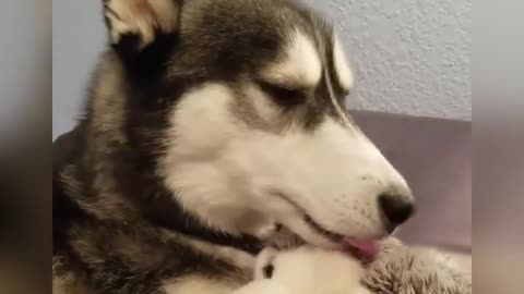 Husky Wants To Be A Momma