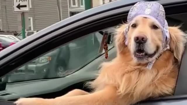 Whose golden retriever is that? It's so cool!
