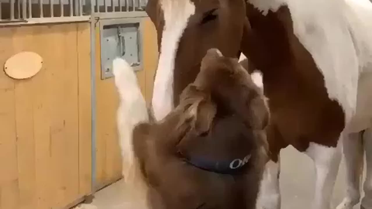 Cute And funny horse Video Compilation cute moment of the horse Soo Cute