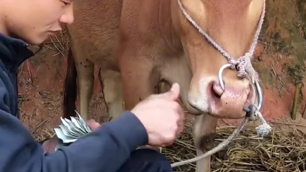 FUNNIEST VIDEOS