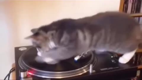 Cute cat playing