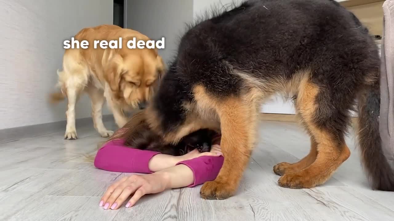 Faking My Death in Front of My Dogs _ Funny Dogs Reaction