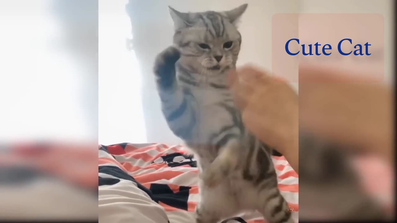 Cute cat playing karate