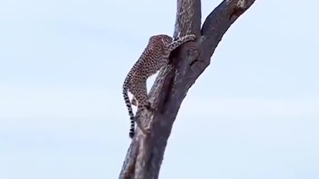 Arkansas