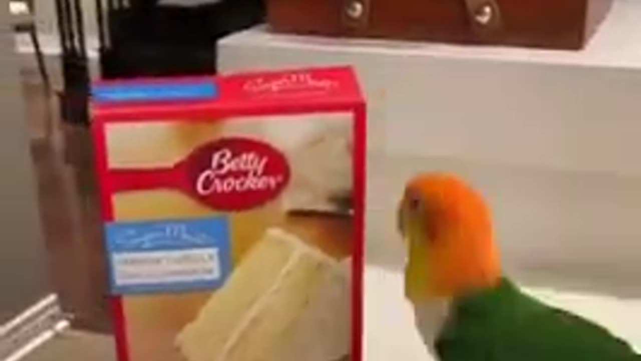 Parrot cleaning the table #shorts #viral #shortsvideo #video