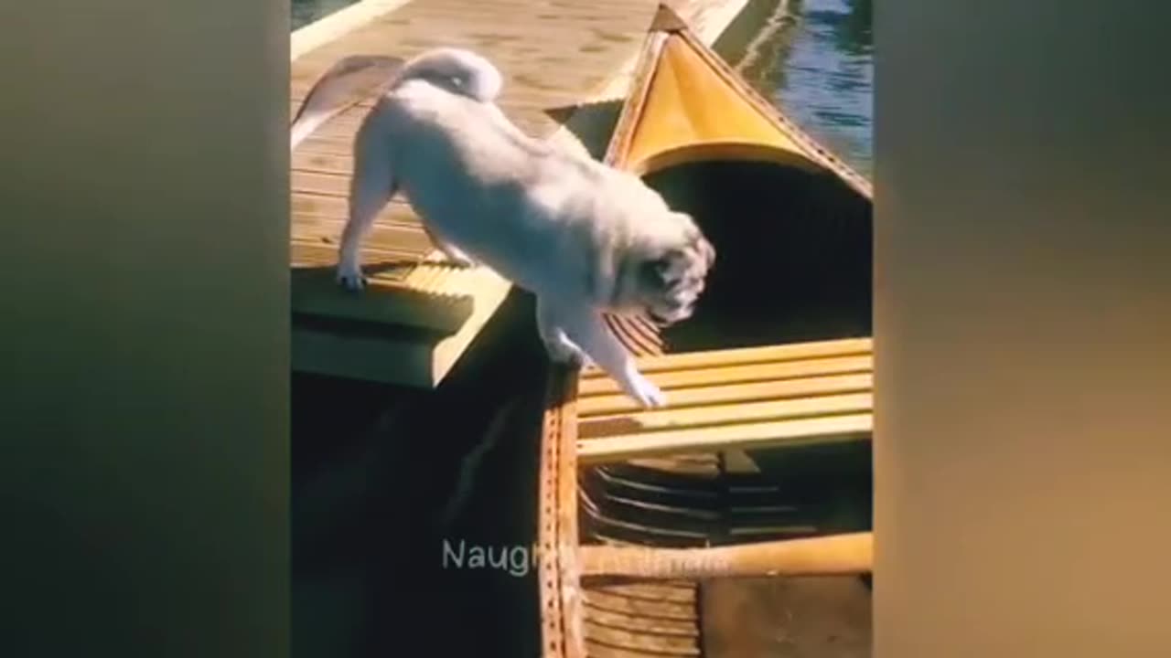 Cat funny moments