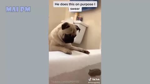 Funny Dog must see...