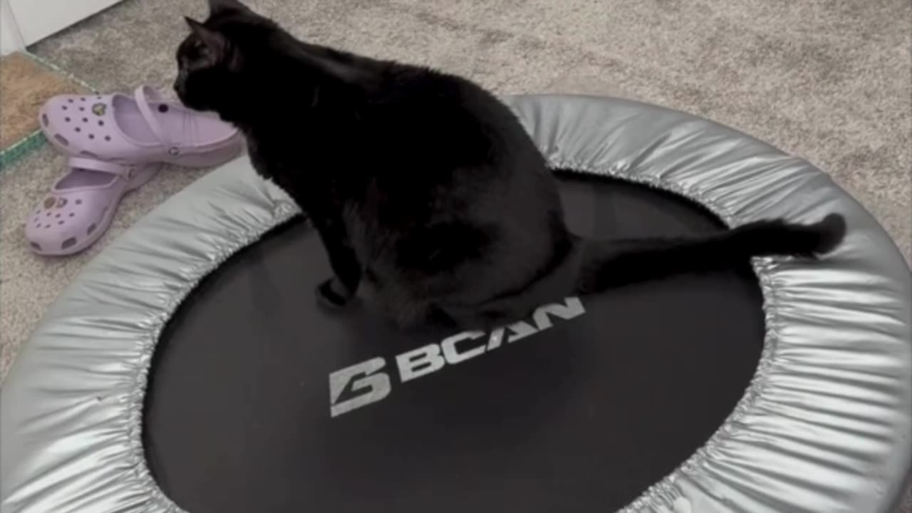 Adopting a Cat from a Shelter Vlog - Cute Precious Piper Inspects the Mini Trampoline #shorts