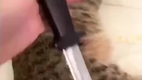 Kitty Gets Backstabbed