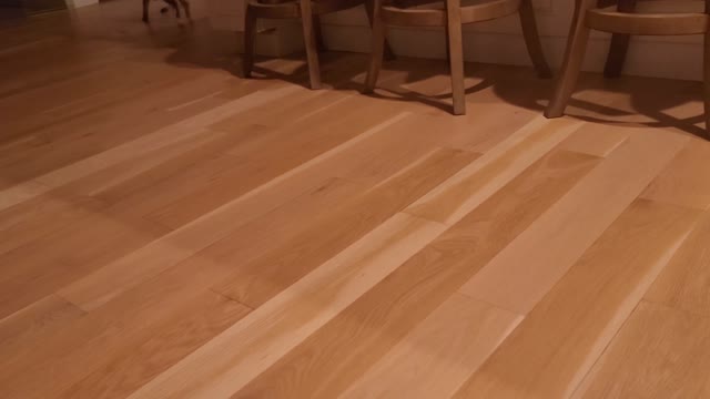 Little Puppy Tries to Involve House Cat in Playtime