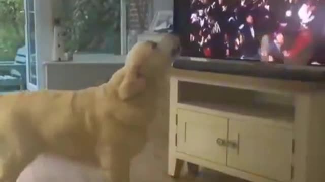 Dog's Reaction when he hears his Favourite Artist and Song.