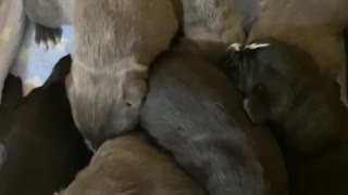 2 Week old Cane Corso Puppies