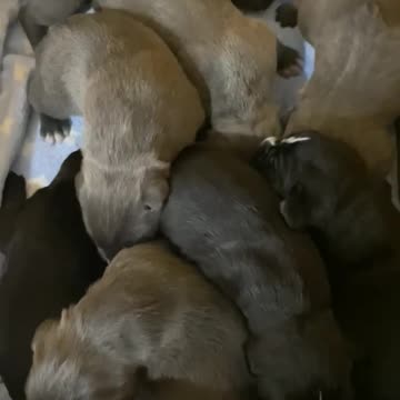 2 Week old Cane Corso Puppies