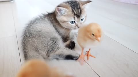 Please see the relaxing time of kittens and chicks