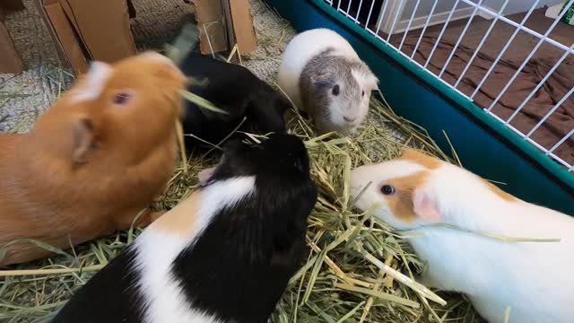 Daily guinea pig cuteness