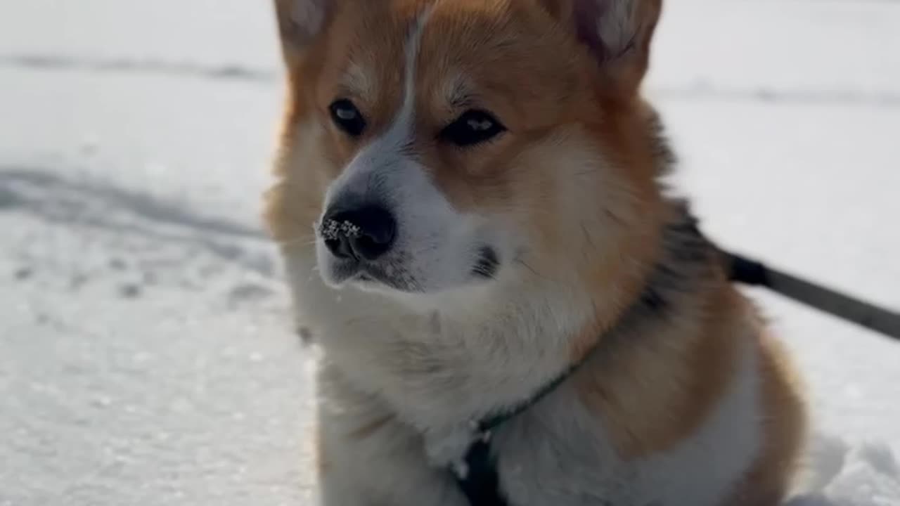 Lazy corgi decided to rest in the middle of a snowy field without waiting for the end of the walk 😁