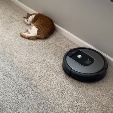 Funny Cat playing with weight lifting