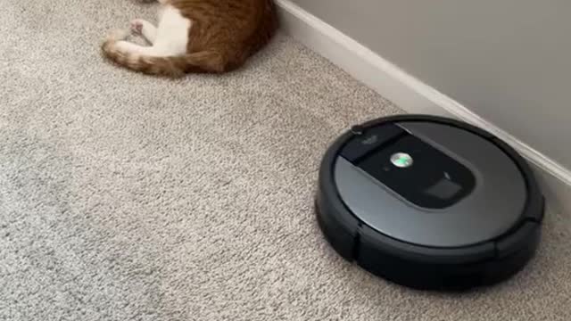 Funny Cat playing with weight lifting