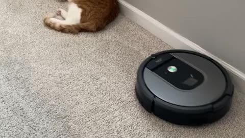 Funny Cat playing with weight lifting