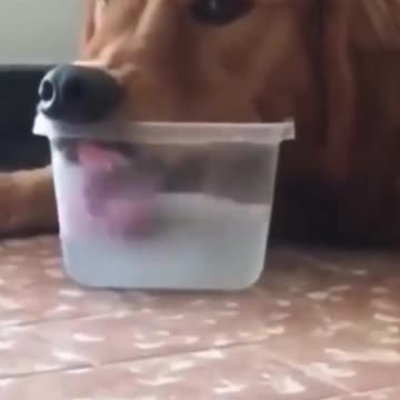 This is how dogs drink water