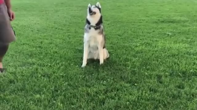 Funny Dogs compilation 😂😂😂😂 So funny