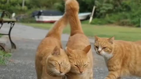 Cute animal cute cats