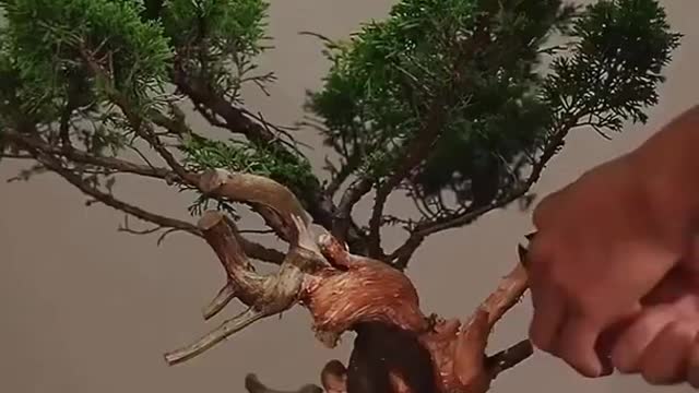 TECHNIQUES FOR FORMING BONSAI