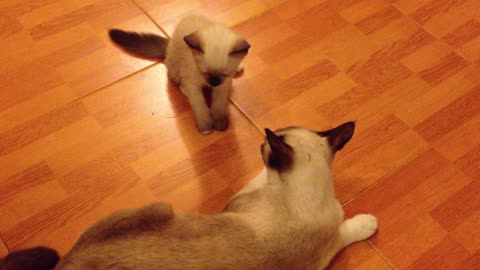 2023 NewvDog and cat funny video dog playin in cat funny videos