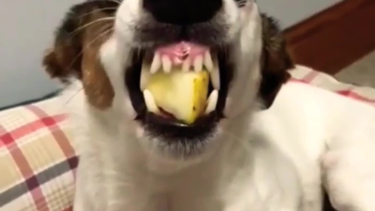 funny dog viral short vedio