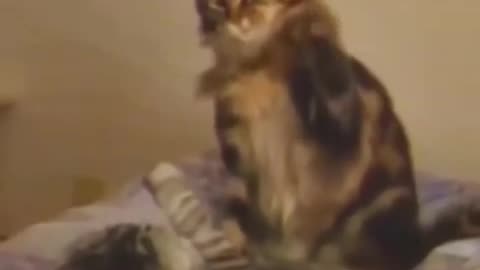 Best dogs and cats😍😍