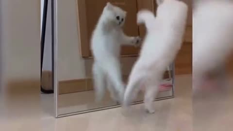 Cute kitty fight