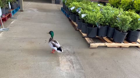 April 29, 2023 - Everything’s Ducky at the Garden Center