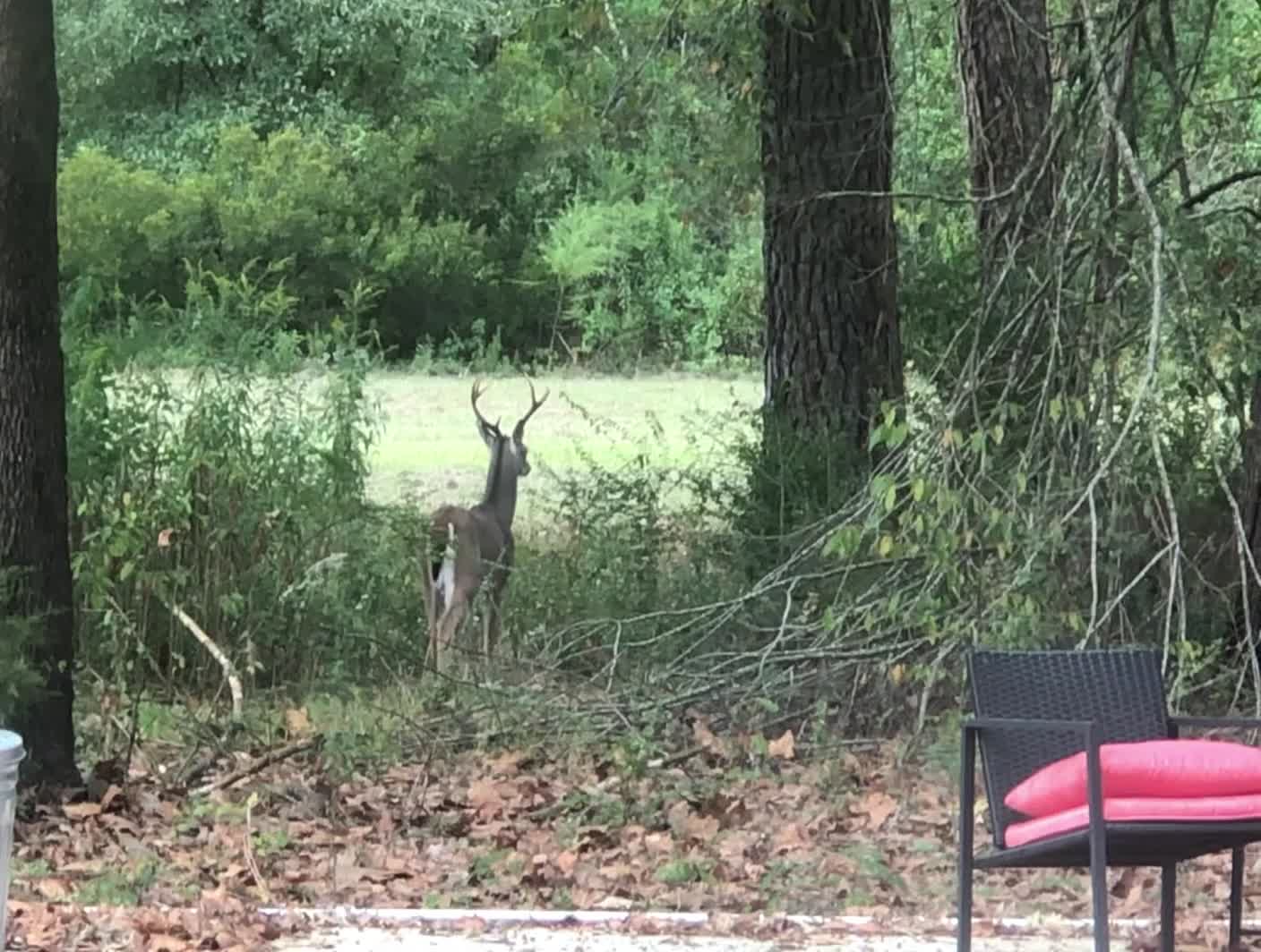 Deer Encounter