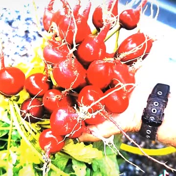 my Radishes
