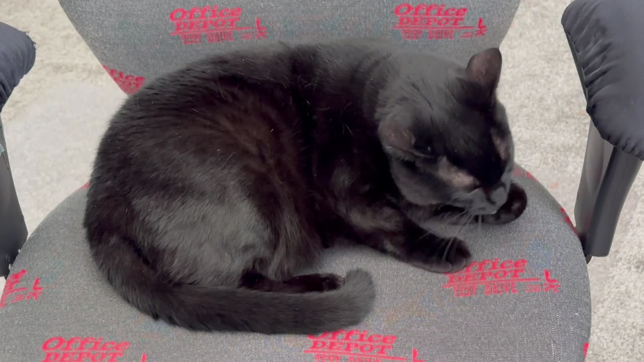 Cute Precious Piper Puts in A Lot of Work Cleaning Her Paw - Adopting a Cat from a Shelter Vlog