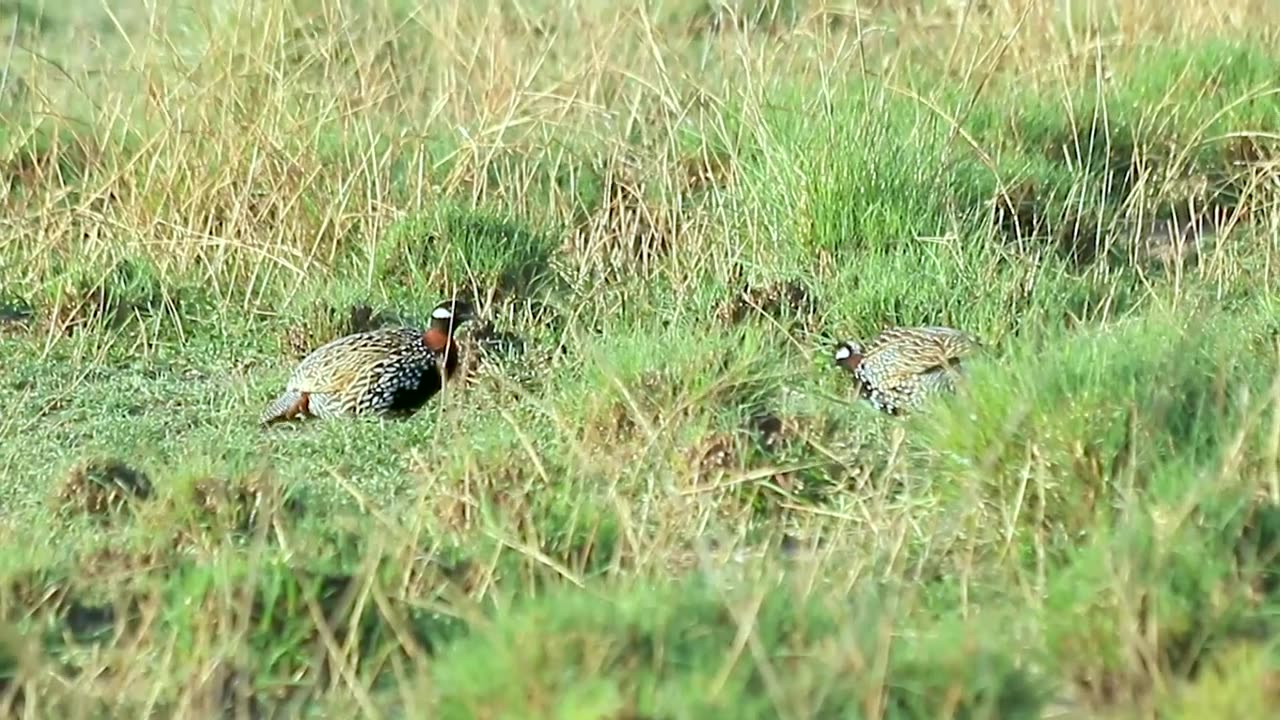 Kala Teetar _ Documentry _ Kala Teetar Fight _ Pakistan Geographic