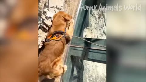 Funniest Cats And Dogs Videos 😅 - Best Funny Animal Videos 2023 🥰