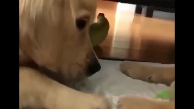 Best Funny and Cute Golden Retriever Puppies 2022 - Funniest Golden Retriever Videos