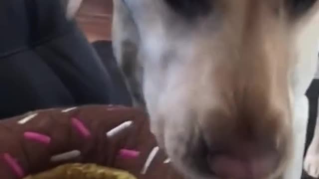 Funniest Doggos Ever 🤣 Best Funny Dog Videos Compilation (2022)