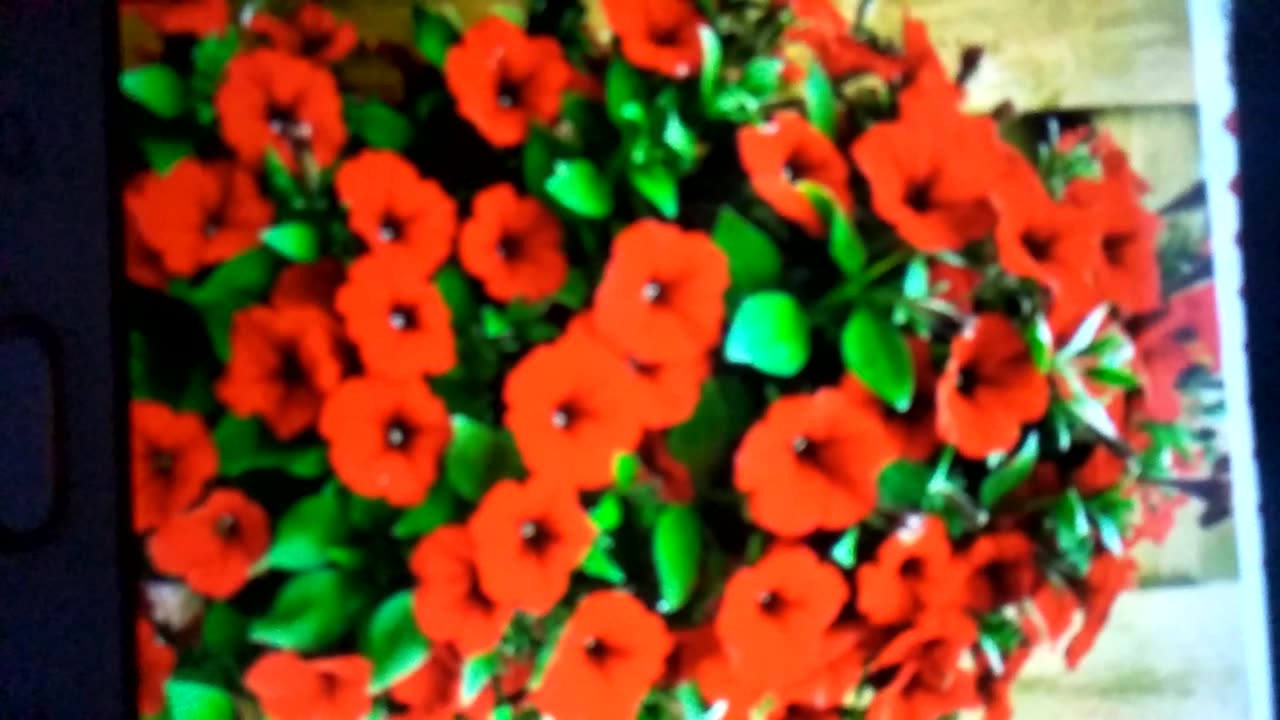 Beautiful and colourfull flowers