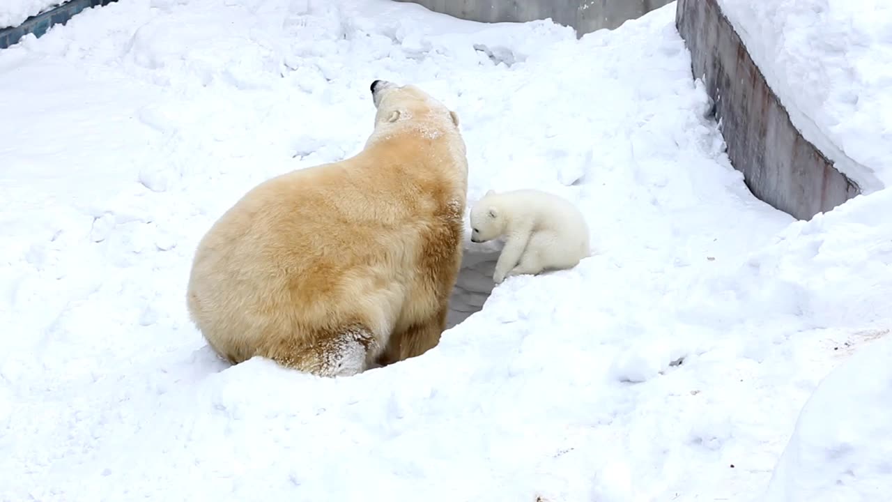 The Baby Bear Suddenly Fell Into The Hole.#Animal Fair