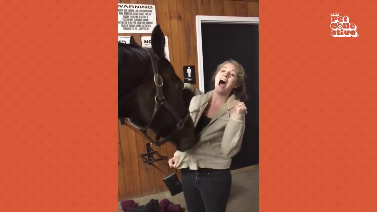 Funniest horse