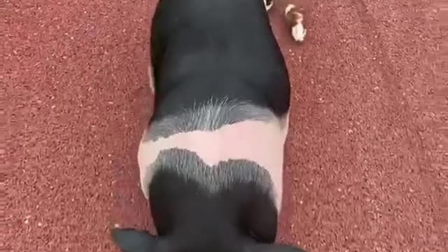 is daddy here?