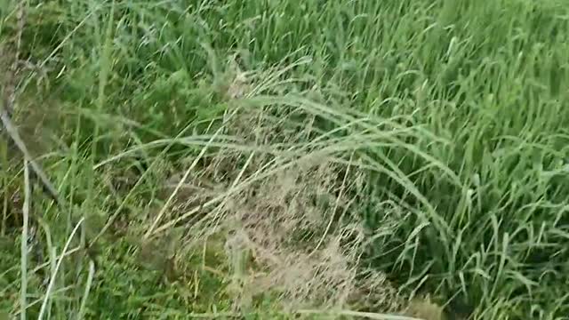 Labrador Dog Shows How Well Trained He