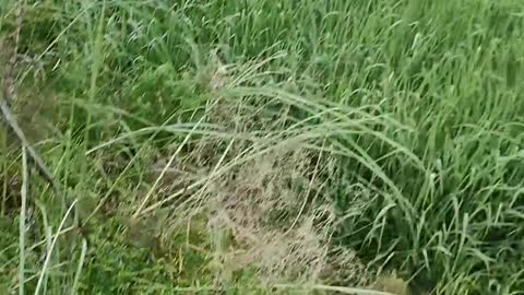 Labrador Dog Shows How Well Trained He