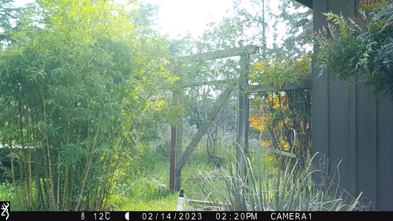 Bamboo, wind, deers at night