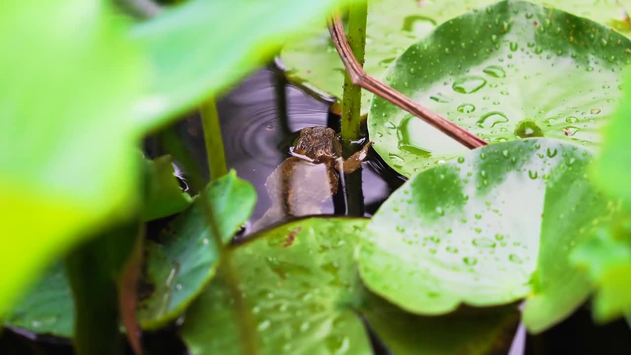 Toads lounging in the sun in the pond