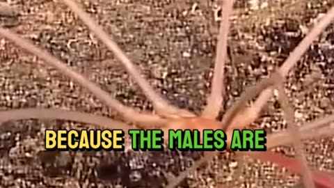 terrifying sea spiders
